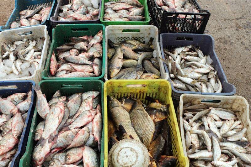 صادرات بیش از 28 هزار تن محصولات شیلاتی از استان چهارمحال و بختیاری به بازارهای بین‌المللی